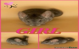Chinchilla rodents for sale: Baby chinchillas  - Advert 4