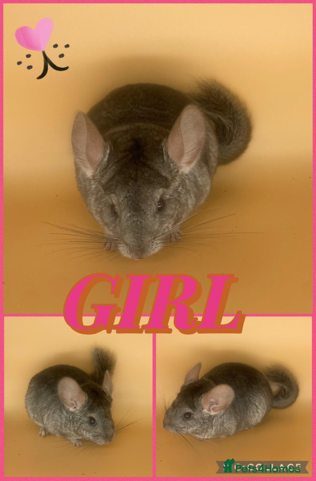 Chinchilla rodents for sale: Baby chinchillas  - Advert 4