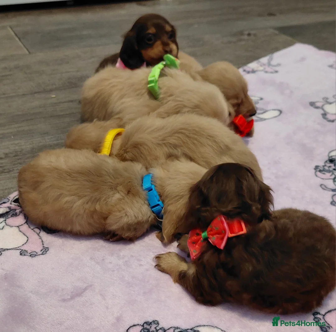 Miniature Dachshund dogs for sale: Sweetest Longhaired/One S.Haired Mini's 🤎🐾 - Advert 27
