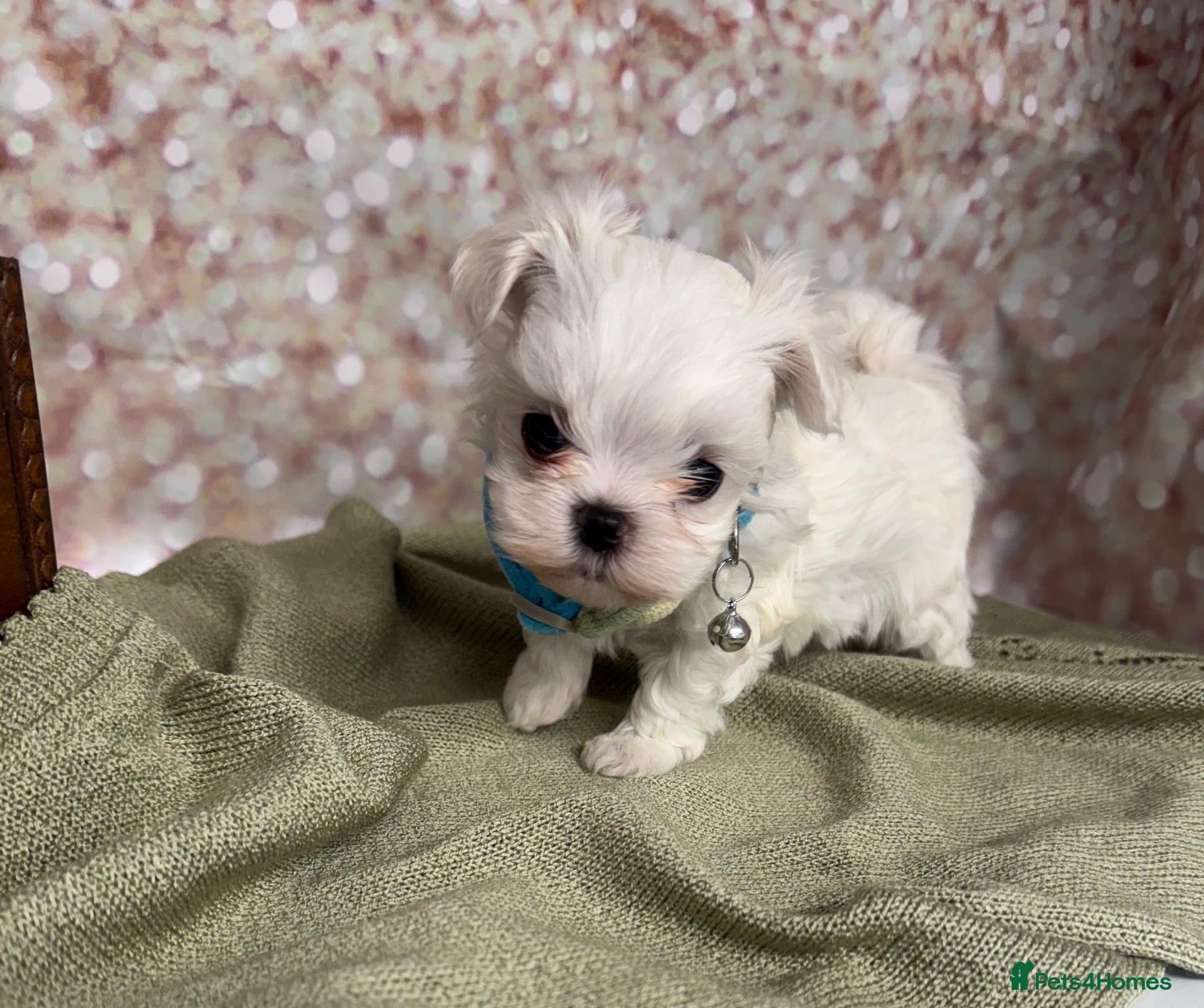 Maltese dogs Korean Maltese bloodlines  - Advert 7