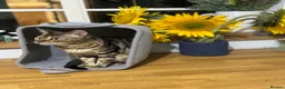 Bengal cats for sale: 2yo TICA Bengal Registered Rosetted Queen  - Advert 8