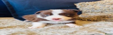 Finn