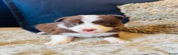 Border Collie dogs for sale: Our Bred Border Collie Puppies For Sale - Advert 17