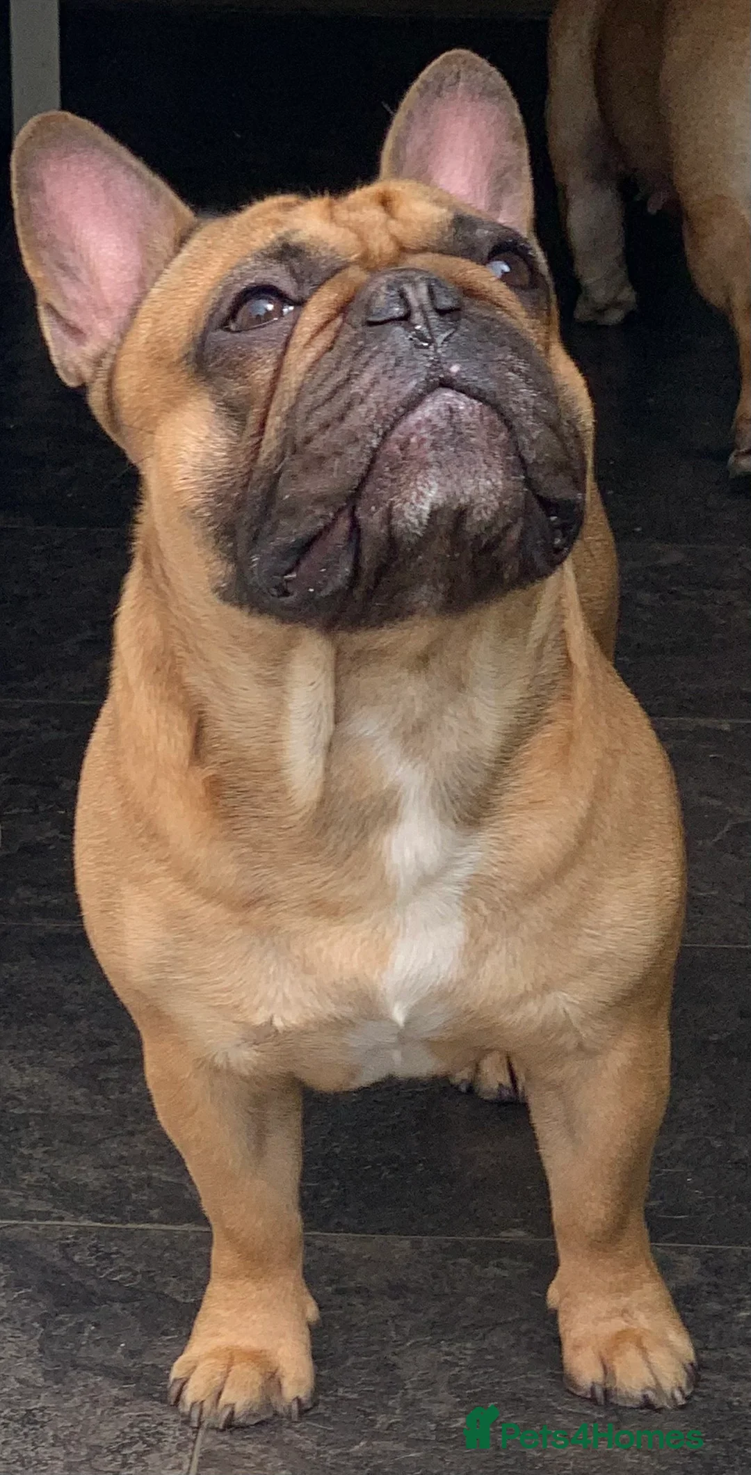 French Bulldog dogs for stud: Red fawn Dicar sired silver health tested in Edinburgh - Advert 24