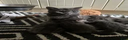 Mixed Breed cats for sale: 3/4 Russian Blue kittens  - Advert 1