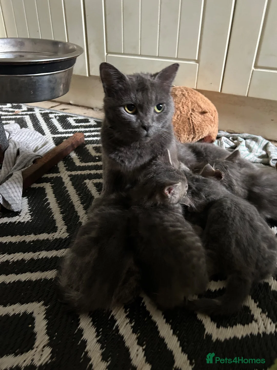 Mixed Breed cats for sale: 3/4 Russian Blue kittens  - Advert 1