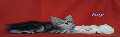 Maine Coon Kitten 1