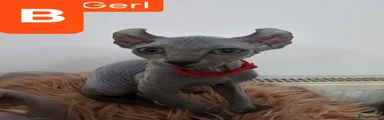 Sphynx Kitten- B