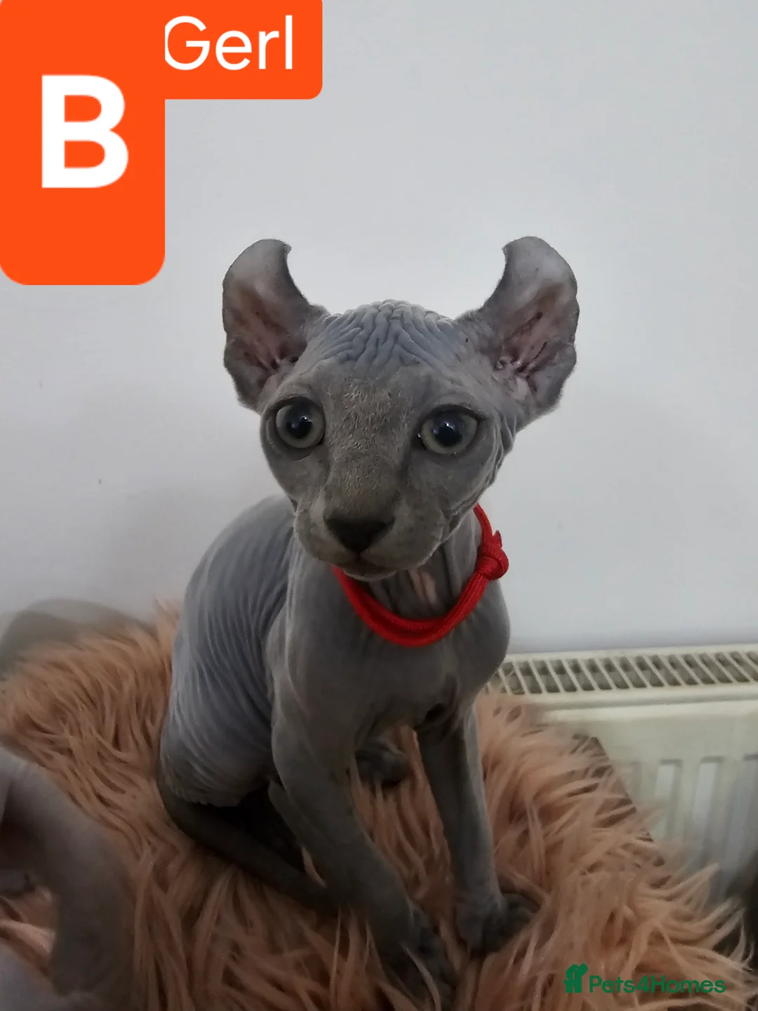 Sphynx cats for sale: Sphynx Elf kittens - Advert 16