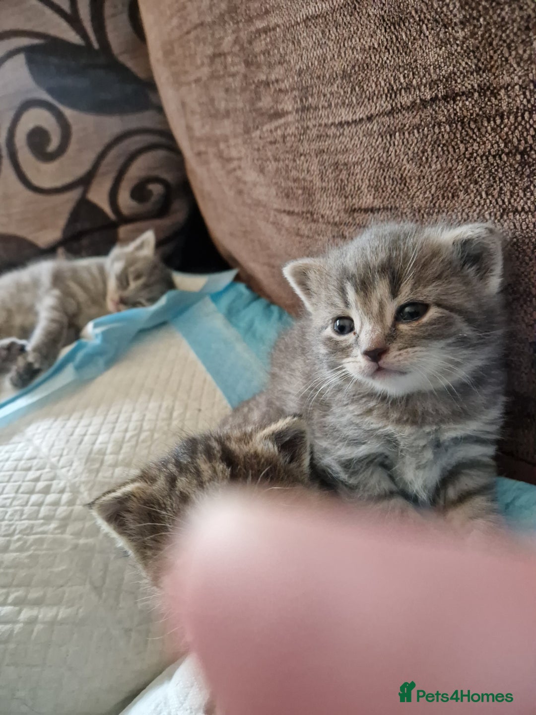 Mixed Breed cats for sale: 4 Beautiful kittens ready for loving home  ♥️ - Image 17