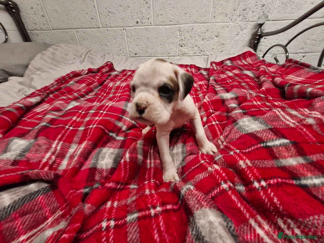 Boxer dogs for sale: Kc boxer puppies - Advert 6