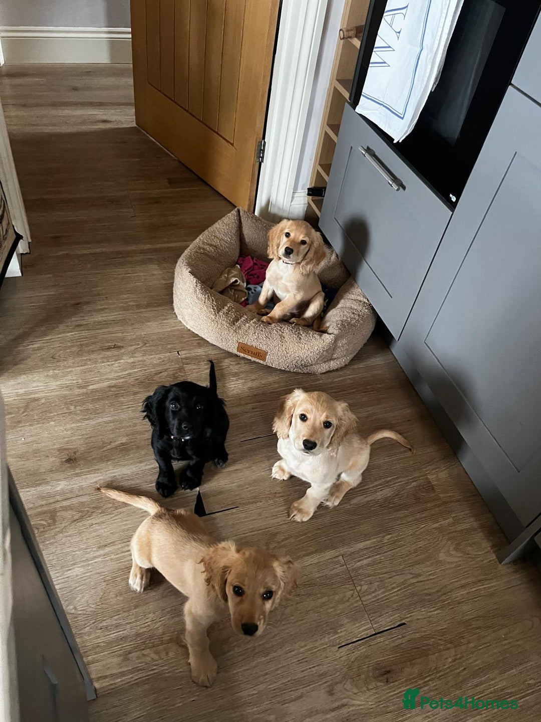 Cocker Spaniel dogs for sale: Gorgeous KC Working Cocker Spaniel Puppy Available - Image 13