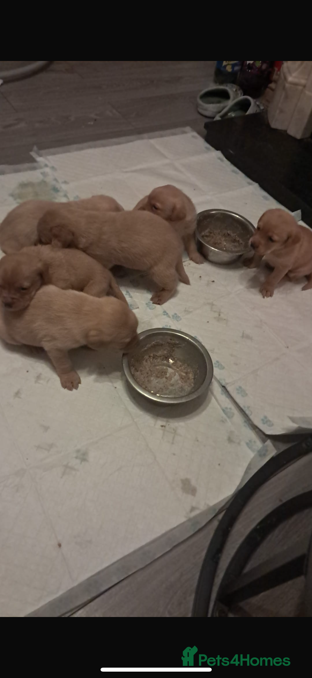 Labrador Retriever dogs for sale: Litter of 8 Labrador puppies  - Advert 10