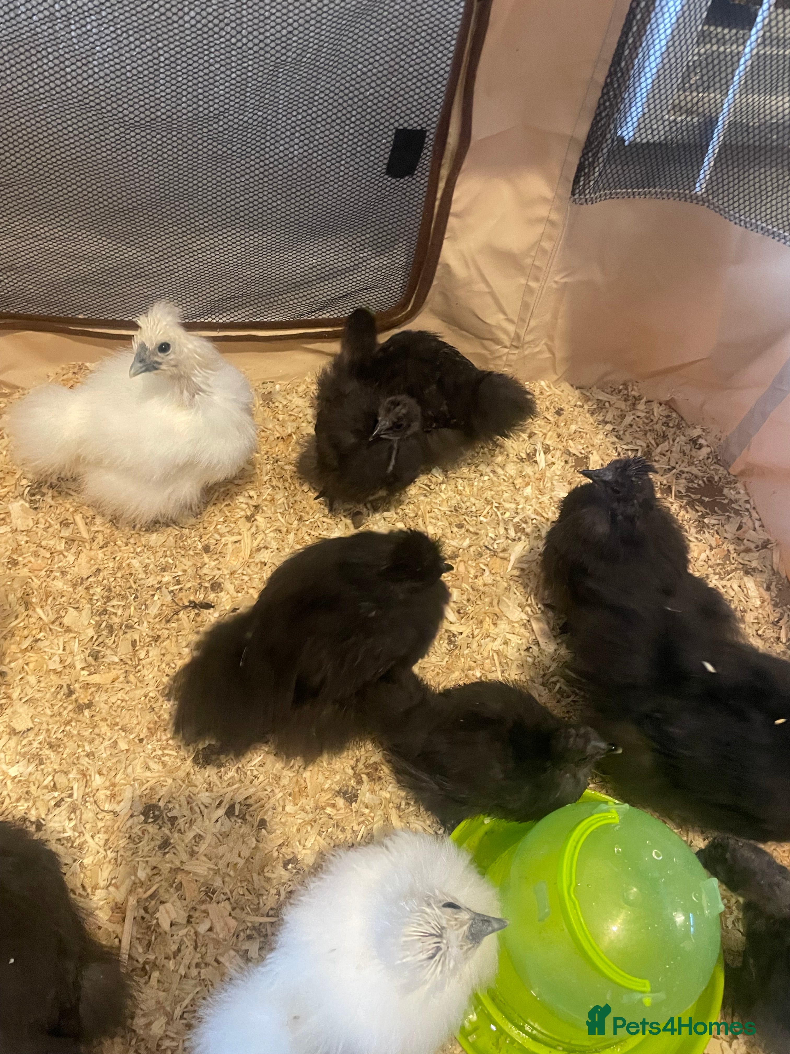 Chickens poultry Silkies for sale - Advert 1