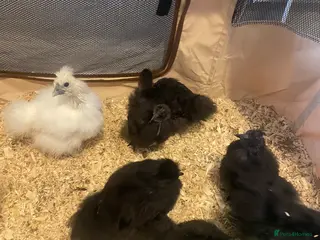 Chickens poultry Silkies for sale - Advert 1
