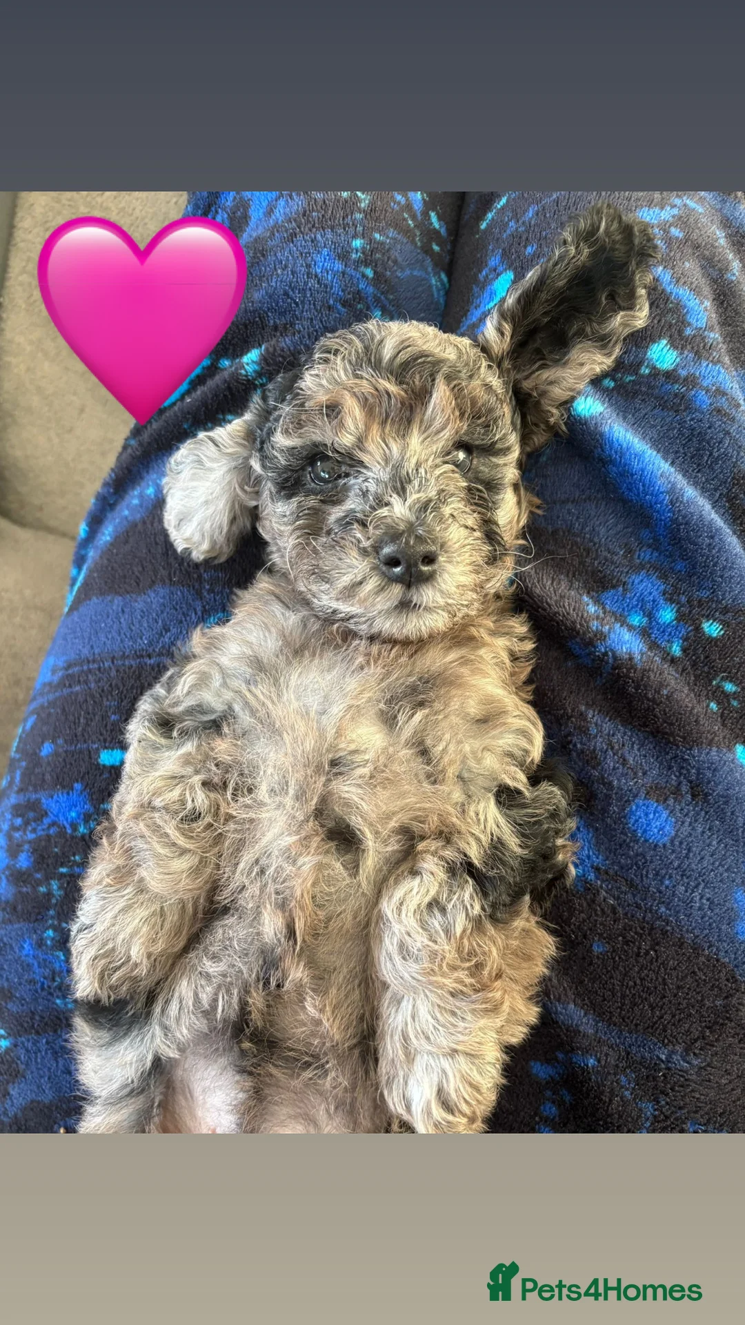 Cockapoo dogs for sale: Ready now (2 girlies left) - Advert 1