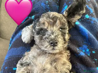 Cockapoo dogs Ready now (2 girlies left) - Advert 18