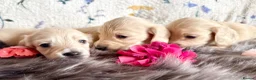 Miniature Dachshund dogs for sale: White/light cream tiny miniature dachshunds - Advert 3