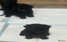 Cockapoo dogs for sale: F1 cockerpoos  - Image 19