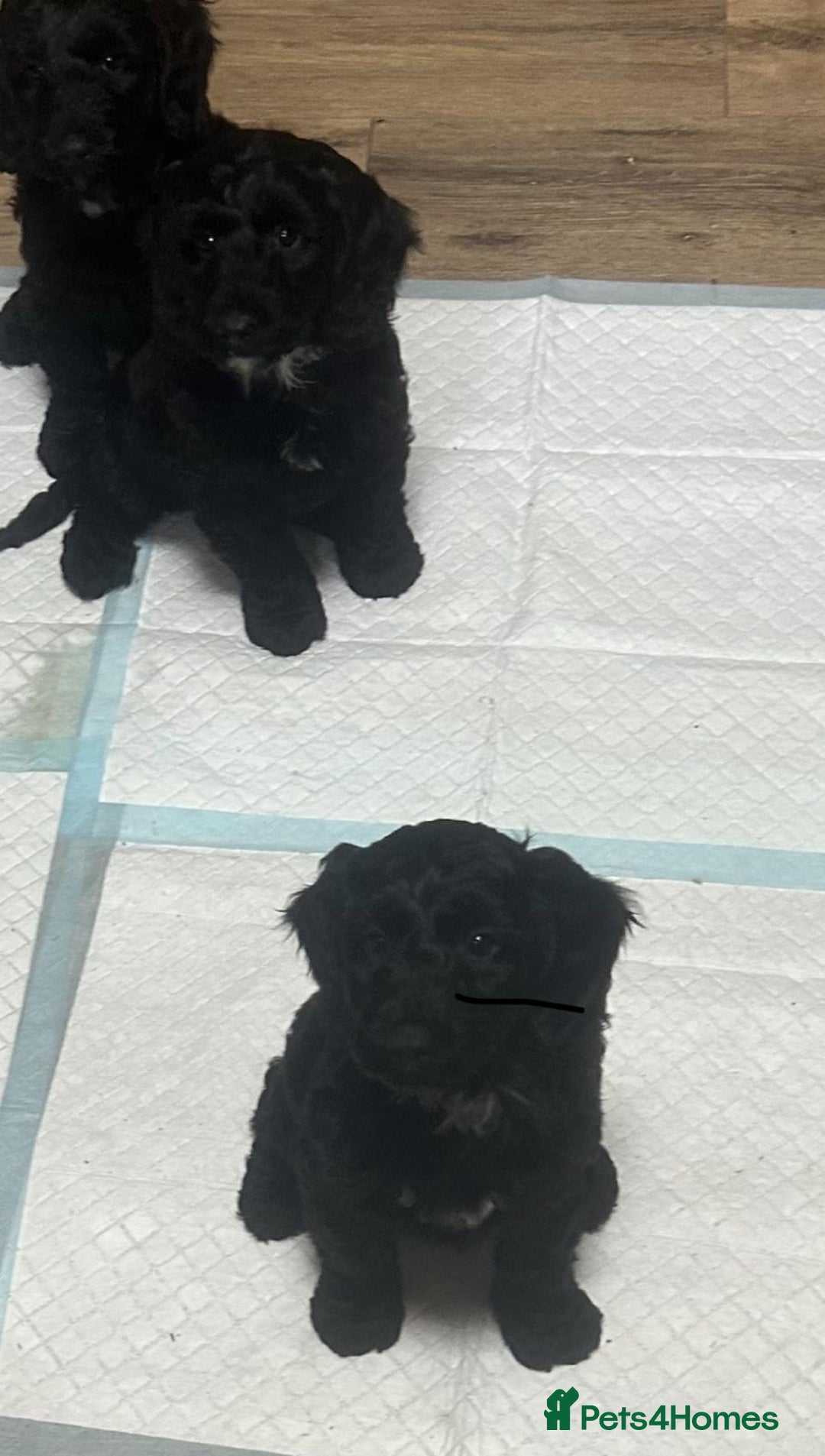 Cockapoo dogs for sale: F1 cockerpoos  - Image 19