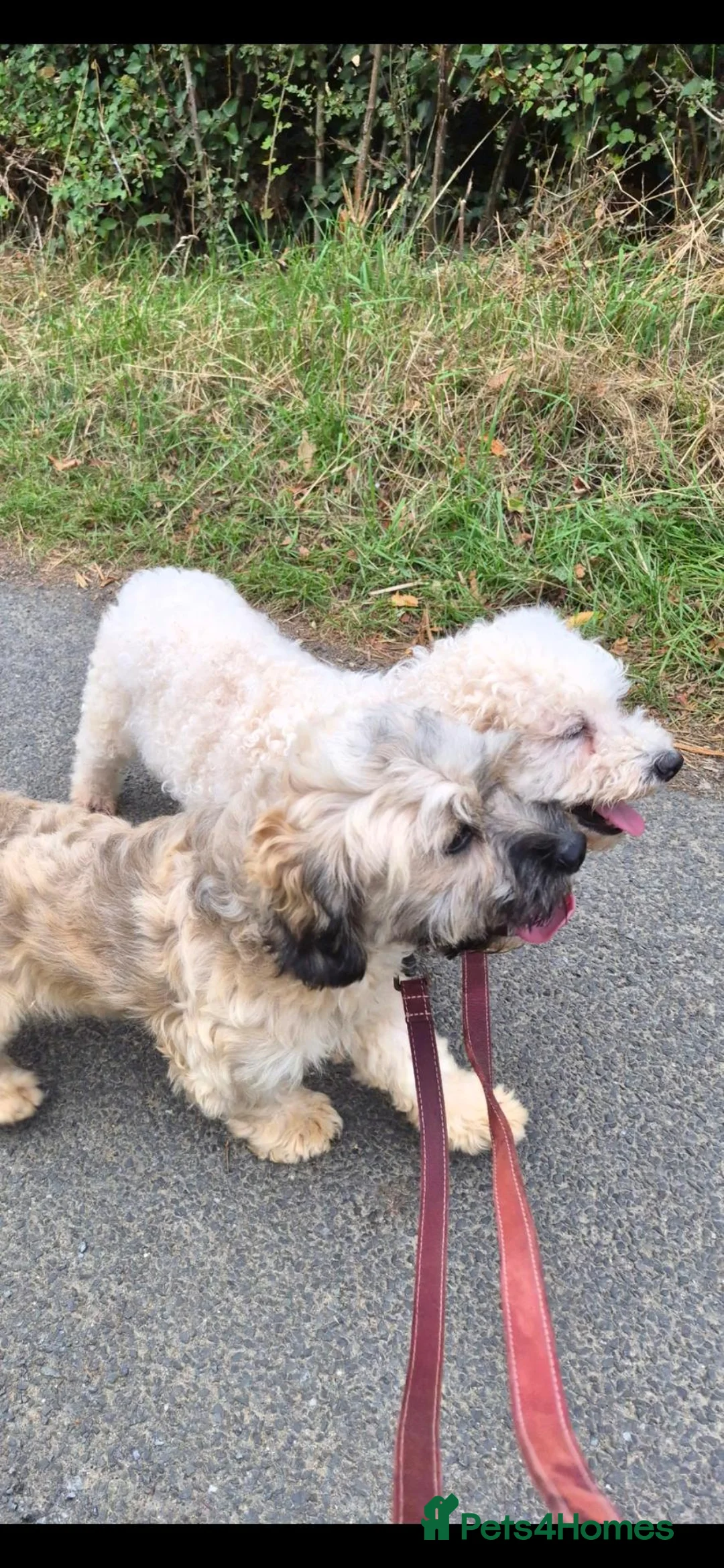 Cavapoochon dogs for sale: Poodle x Bischon x Cavalier in Braintree - Advert 12