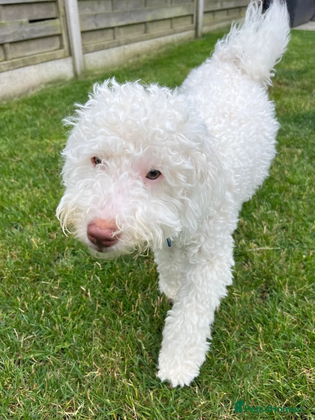 Labradoodle dogs for sale: Beautiful 6 Month Old Male Miniature Labradoodle - Advert 2