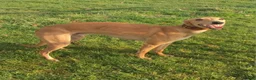 Whippet dogs for sale: Beautiful  KC whippet puppies  - Advert 3