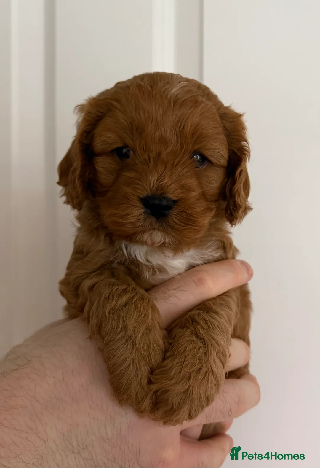Cavapoo dogs for sale: Beautiful f1 cavapoo puppies  - Advert 6