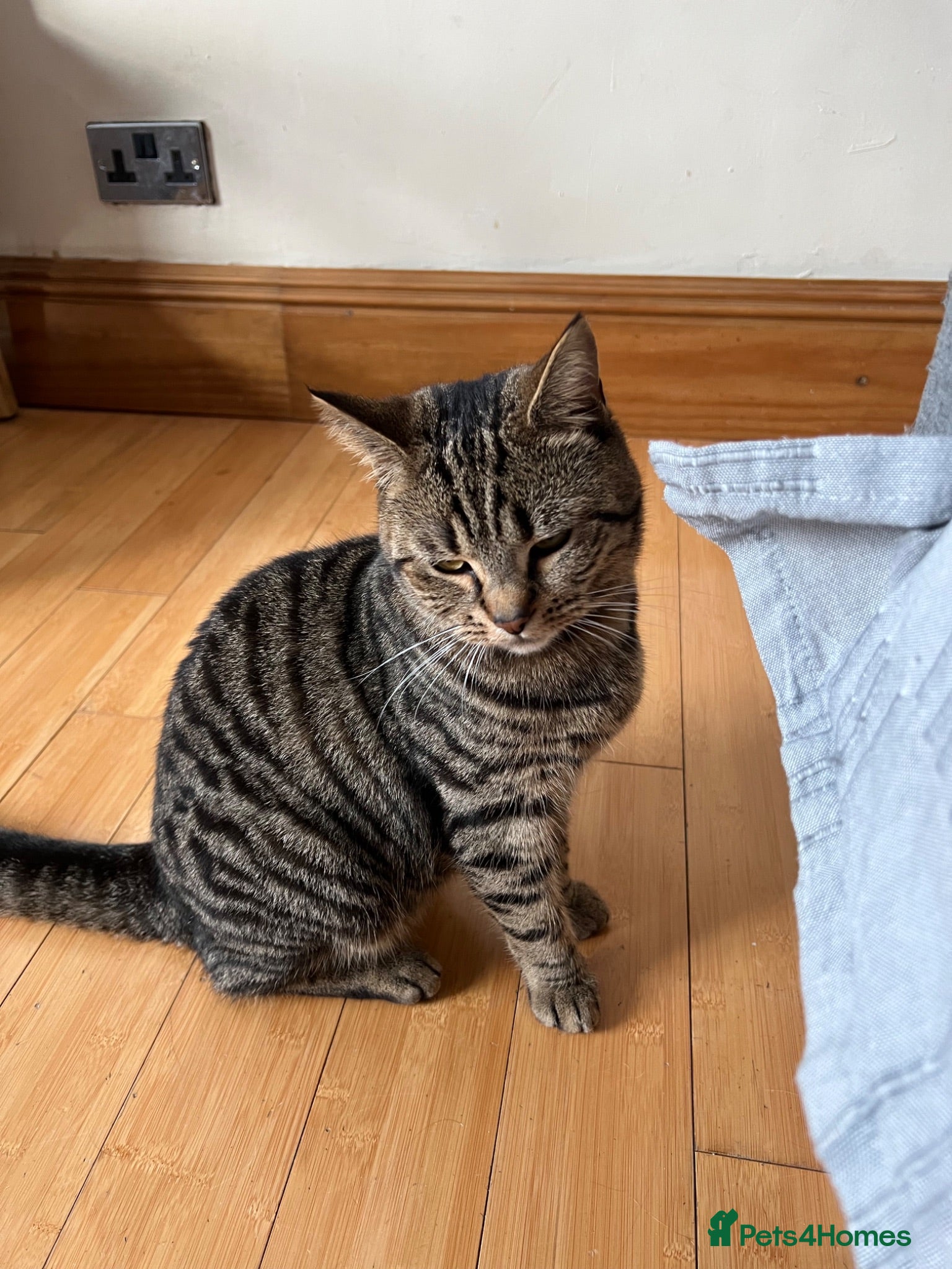 Mixed Breed cats Female cat half British short hair half tabby - Advert 3