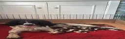 English Springer Spaniel dogs for sale: Working English Springer Spaniel Puppies - Advert 5