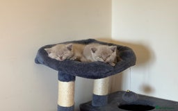 British Shorthair cats for sale: GCCF registered lilac kittens  - Image 6