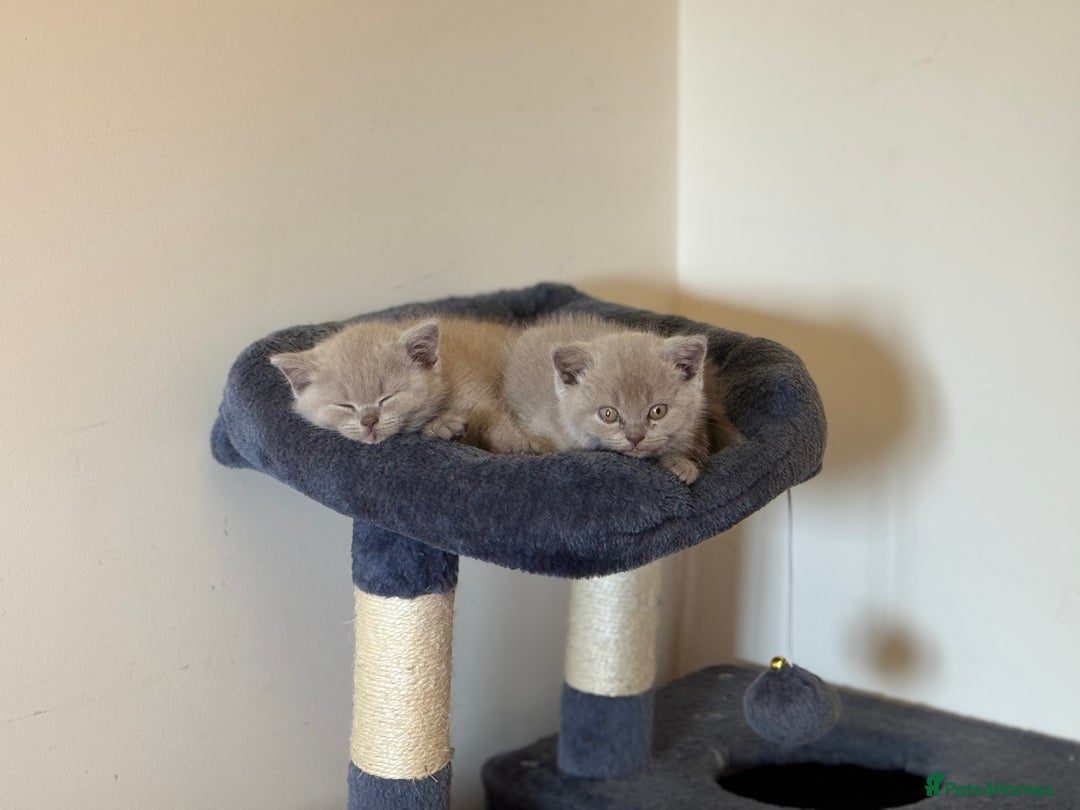 British Shorthair cats for sale: GCCF registered lilac kittens  - Image 6