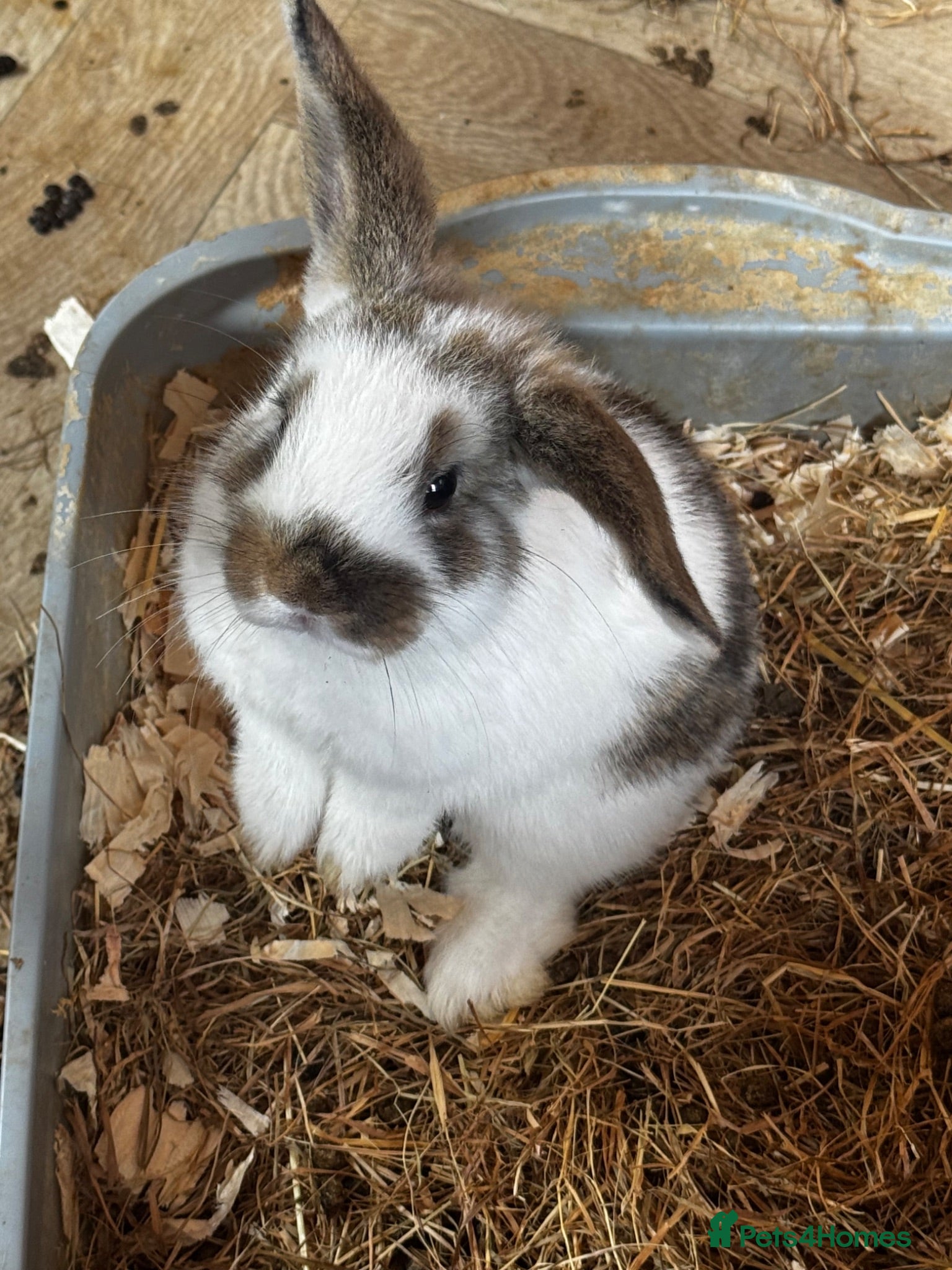 Mini Lop rabbits Mini Lops for sale  - Advert 1