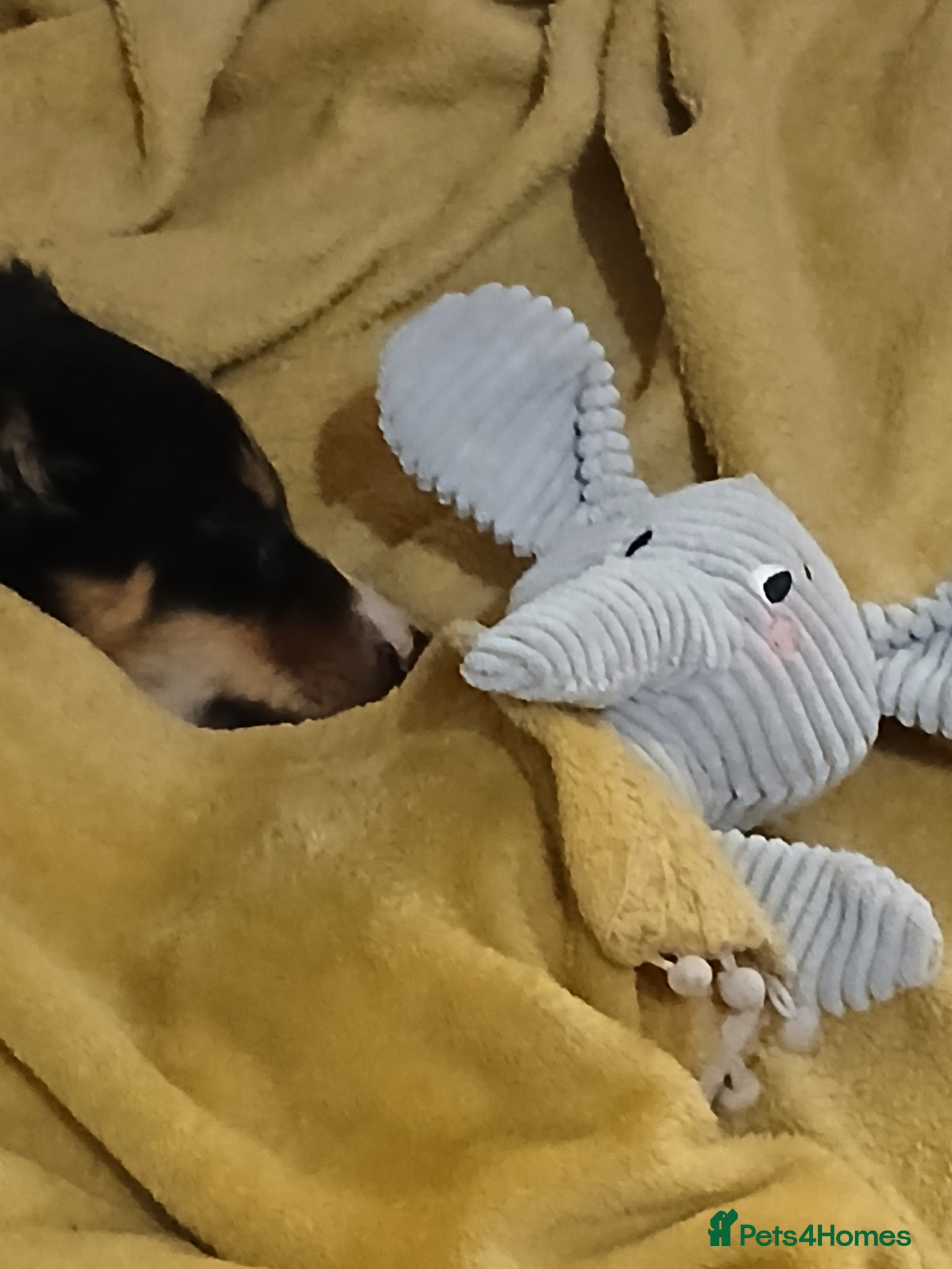 Border Collie dogs for sale: 10 week old puppy in Oswestry - Advert 1