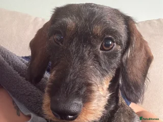 Dachshund dogs Teckle Dachshund - Advert 9