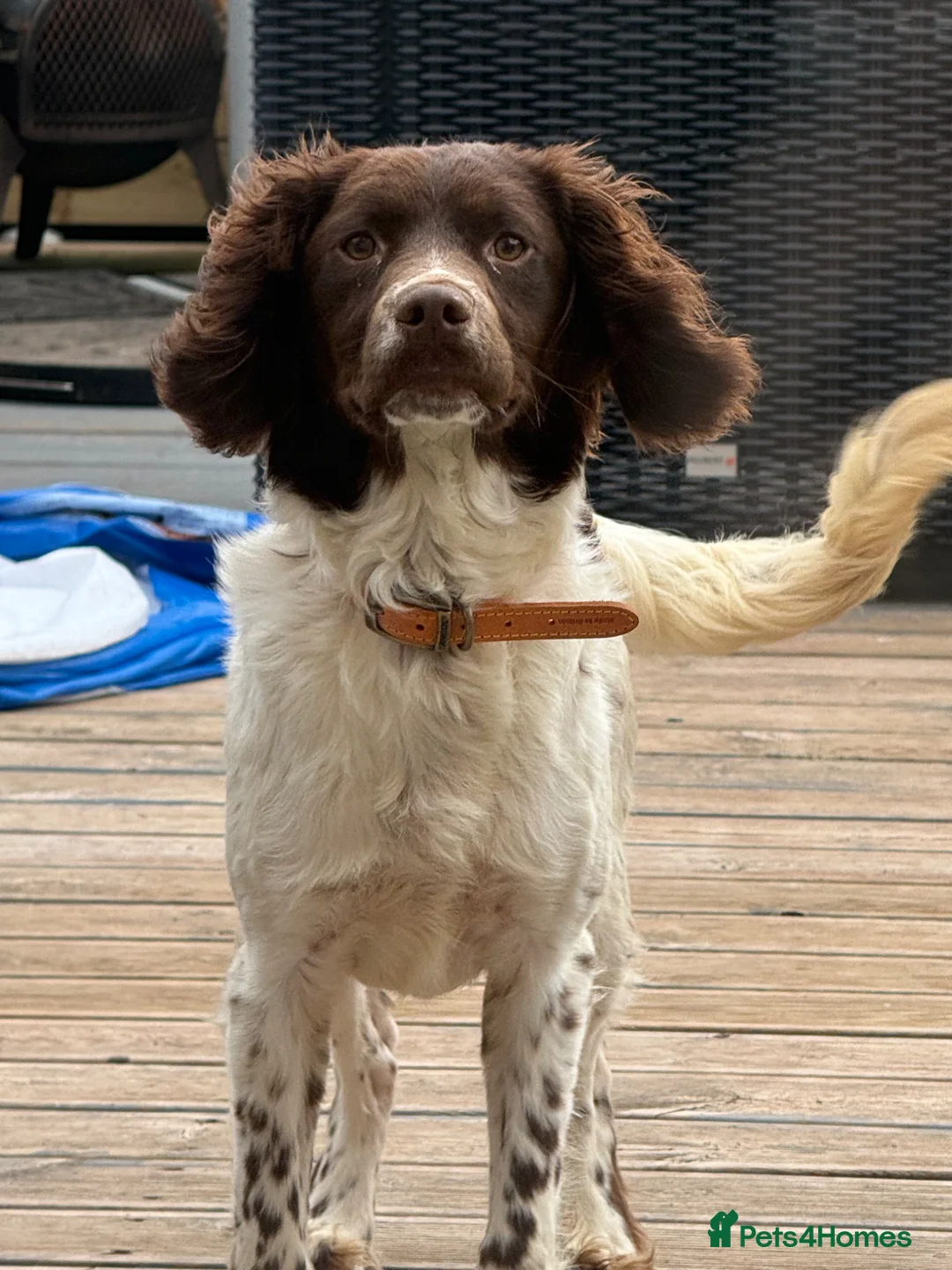 Welsh Springer Spaniel dogs for sale: 9 month old Welsh Spaniel  - Advert 1
