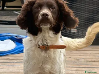 Welsh Springer Spaniel dogs 9 month old Welsh Spaniel - Advert 8