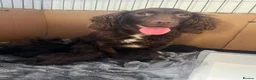 Mixed Breed dogs for sale: Cockapoo - Advert 9