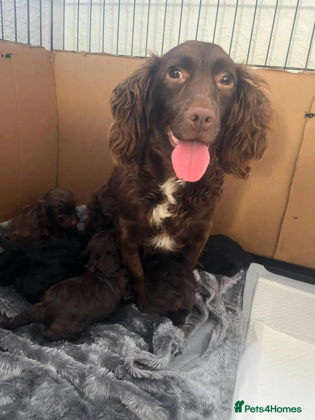 Mixed Breed dogs for sale: Cockapoo - Advert 9