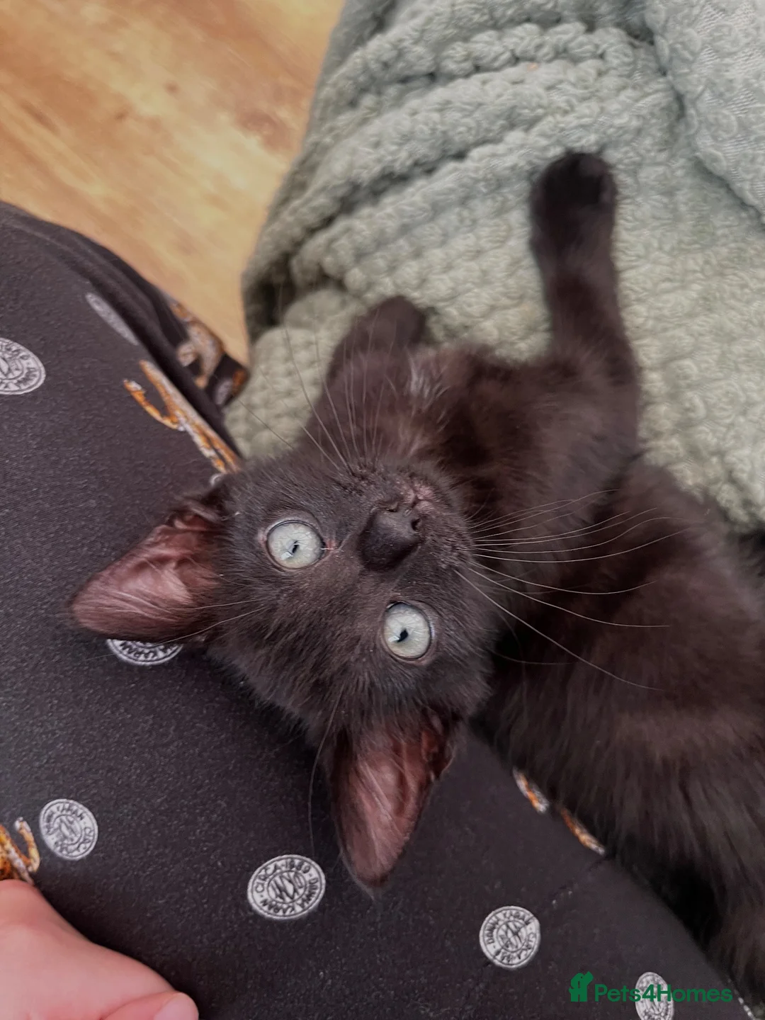 Mixed Breed cats for sale: Mixed breed kitten  - Advert 1
