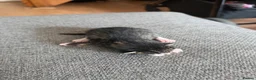 Mixed Breed cats for sale: Beautiful mixed breed kittens  - Advert 9