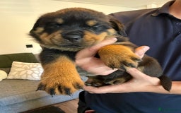 Rottweiler dogs for sale: Rottweiler puppies  - Image 5