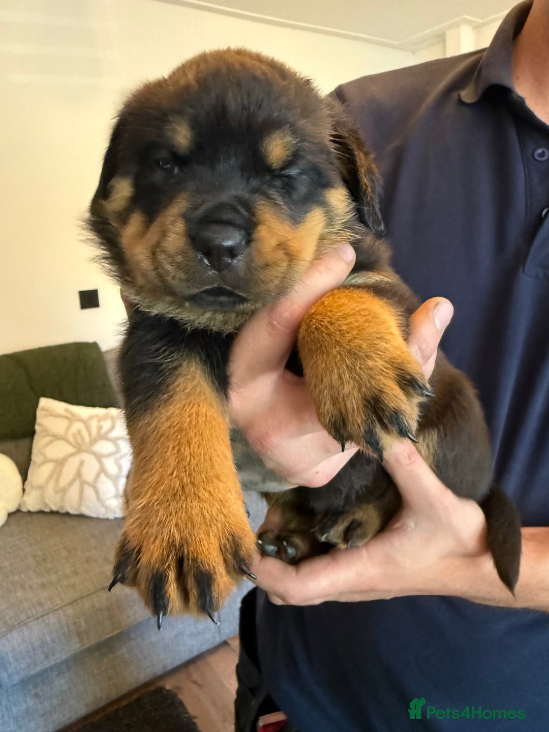 Rottweiler dogs for sale: Rottweiler puppies  - Image 5