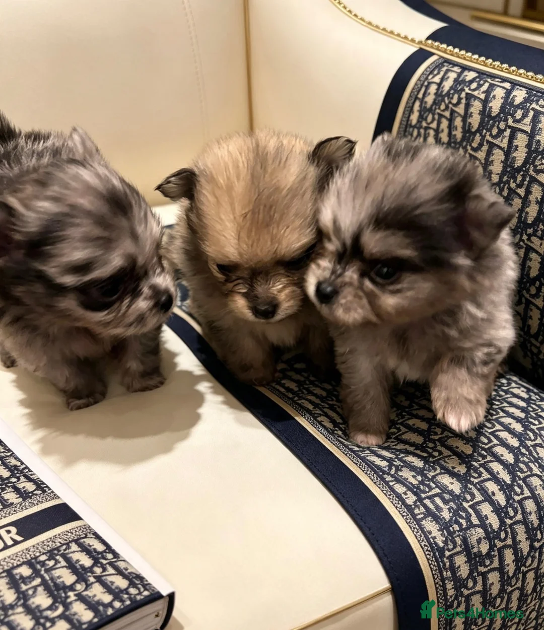 Pomeranian dogs for sale: ✨🐾 New Litter🐶 & 1Mini Pom Available🏆🐶🐾✨ - Advert 2