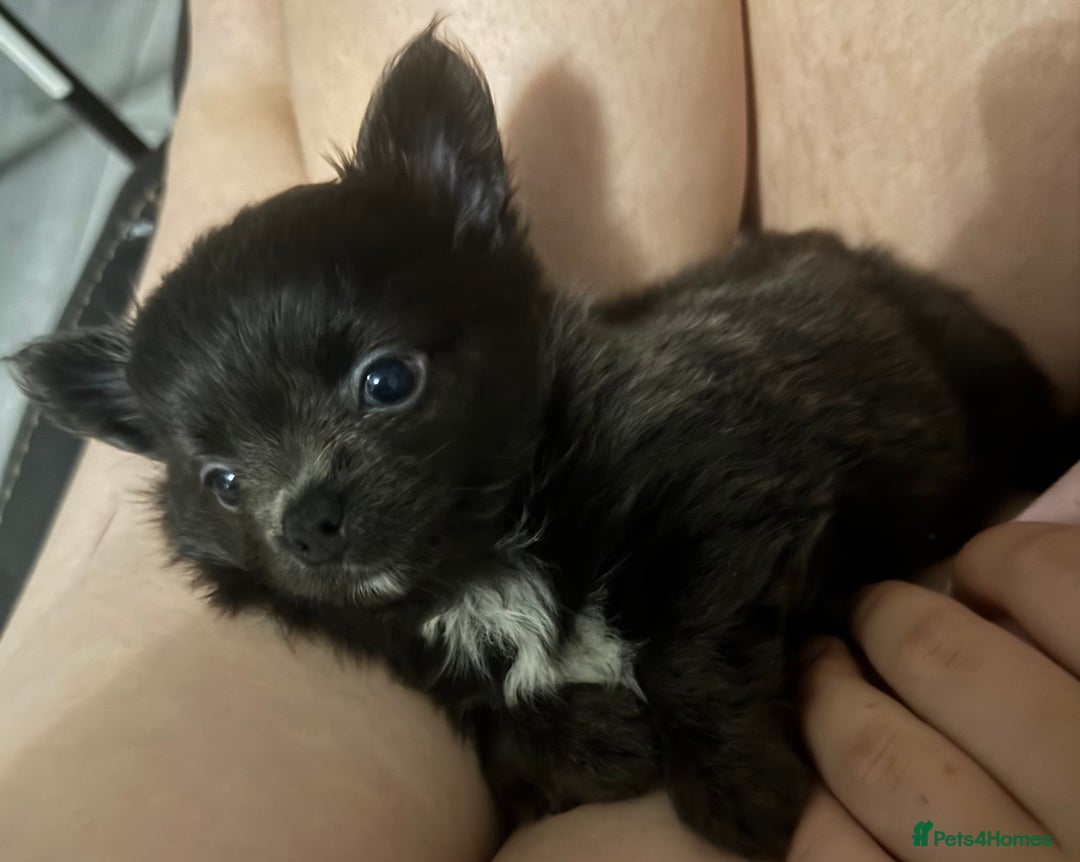 Chihuahua dogs for sale: Long coat Chihuahua puppies - Image 19