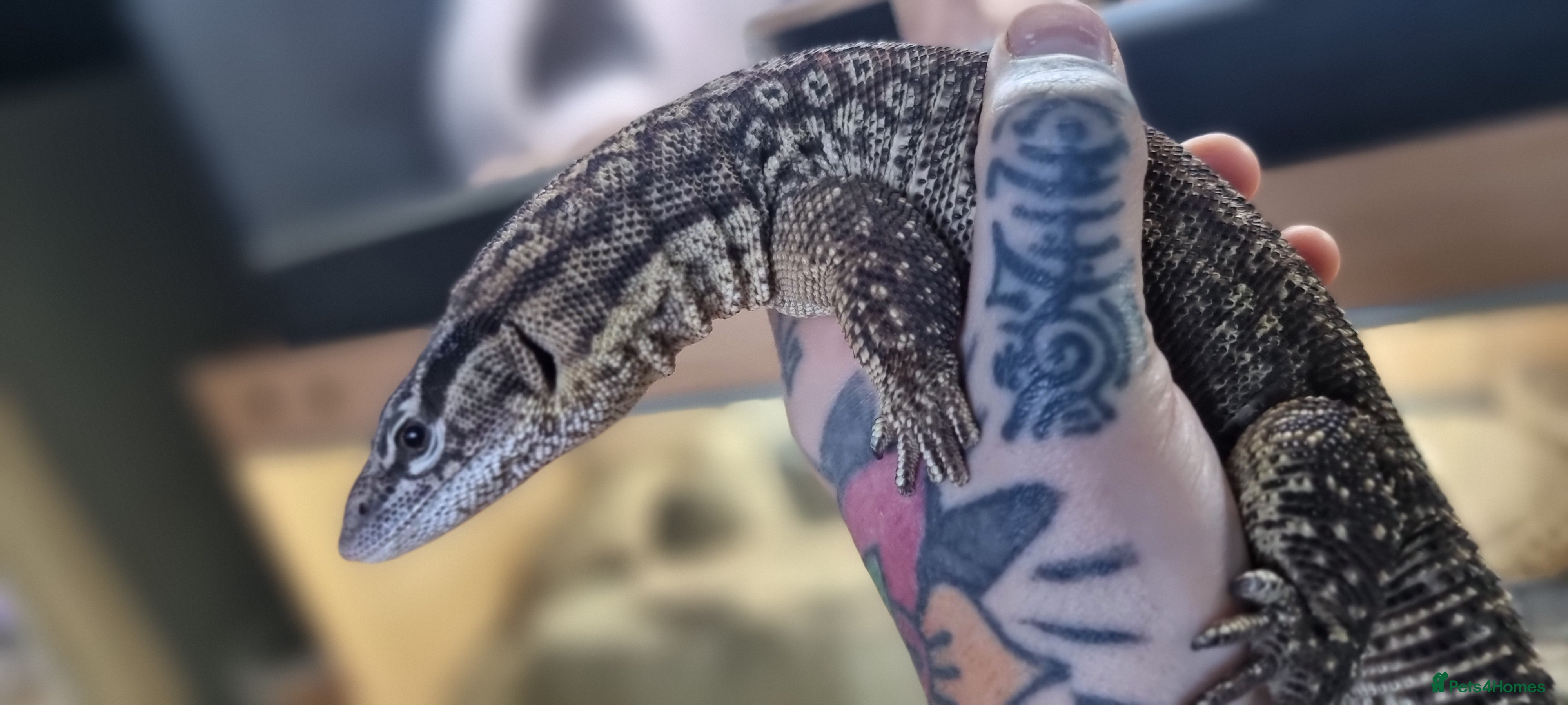 Monitor reptiles Ackie moniter pair in Newcastle upon Tyne - Advert 17