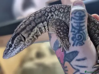 Monitor reptiles Ackie moniter pair in Newcastle upon Tyne - Advert 17