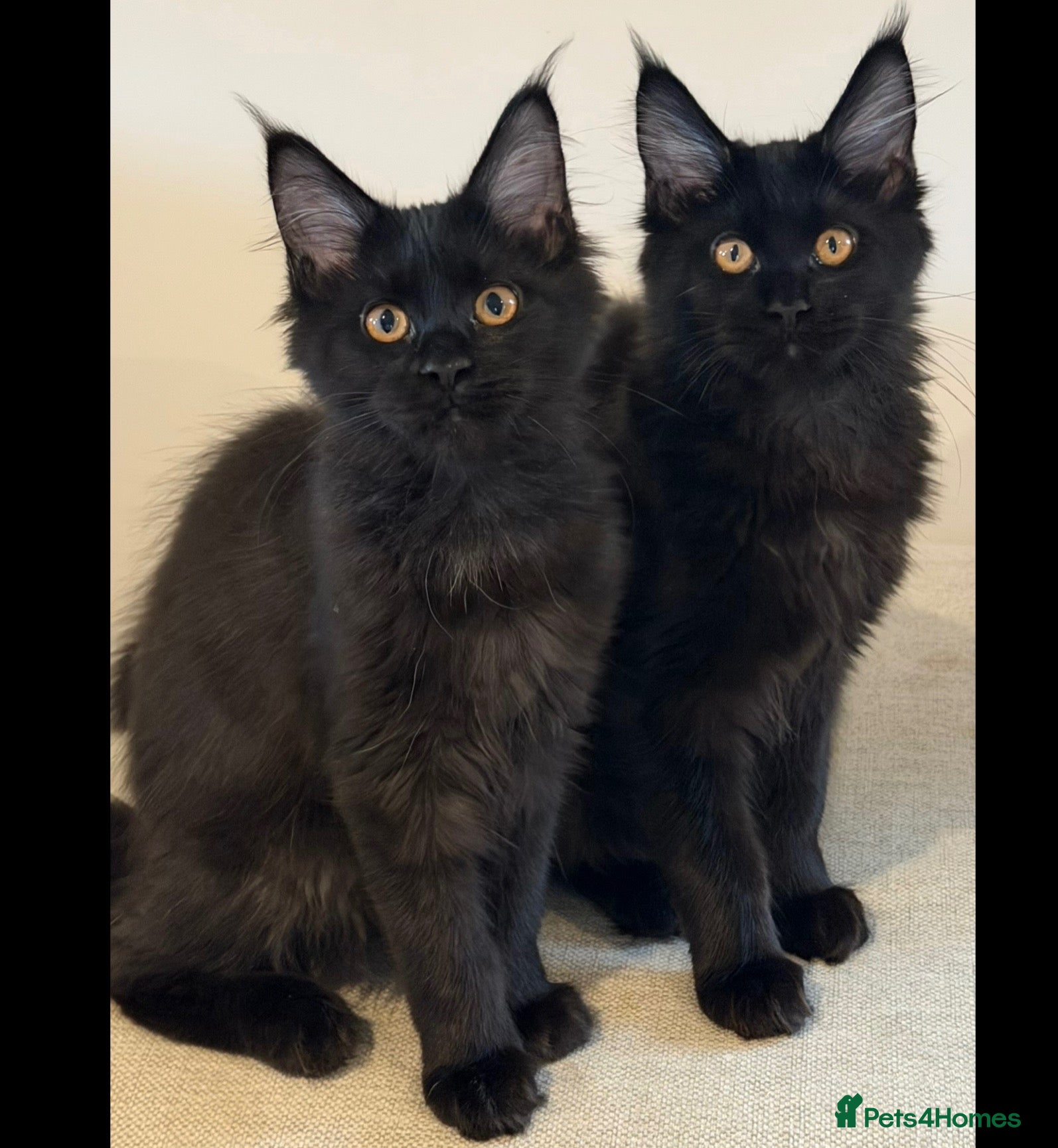 Maine Coon cats TICCA Registered Mainecoon Kittens (PetOnly) - Advert 2