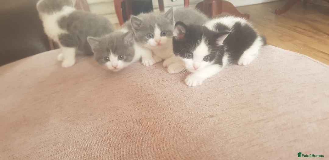 British Shorthair cats for sale: 4 mixed british short-hair kitten for sale - Image 5