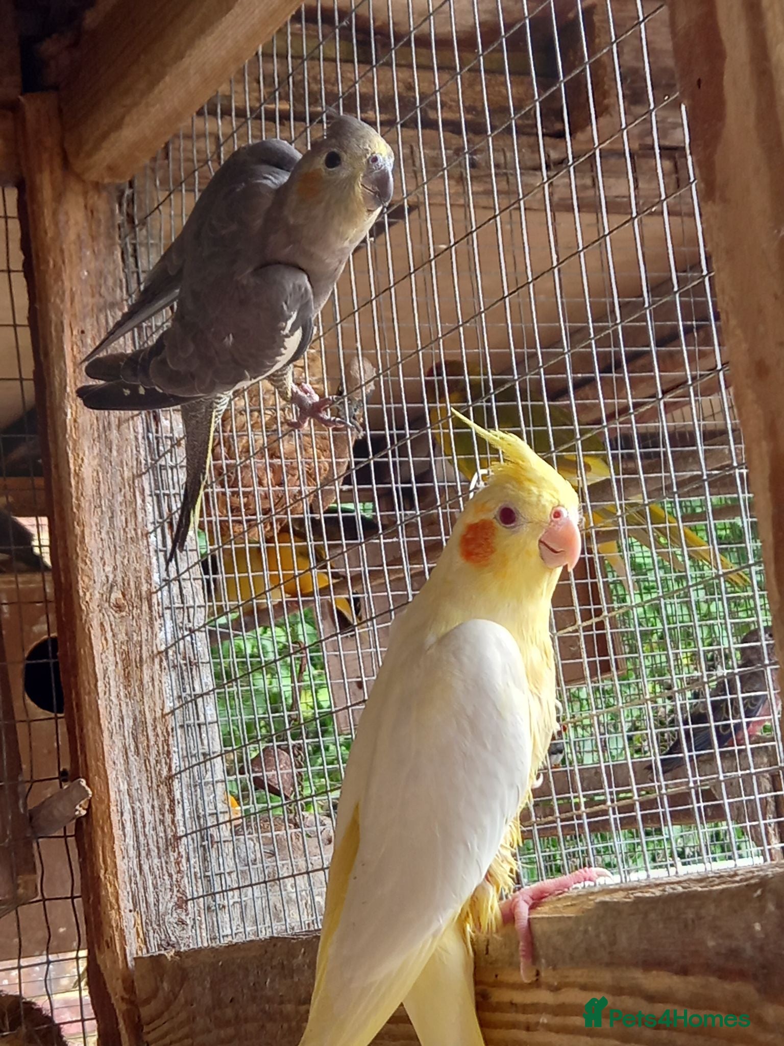 Cockatiels birds Baby  Cockatiels for sale - Advert 4